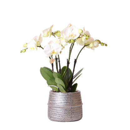 Witte Gentse Orchidee in Zilveren Groef Decoratieve Pot - Potmaat 12cm