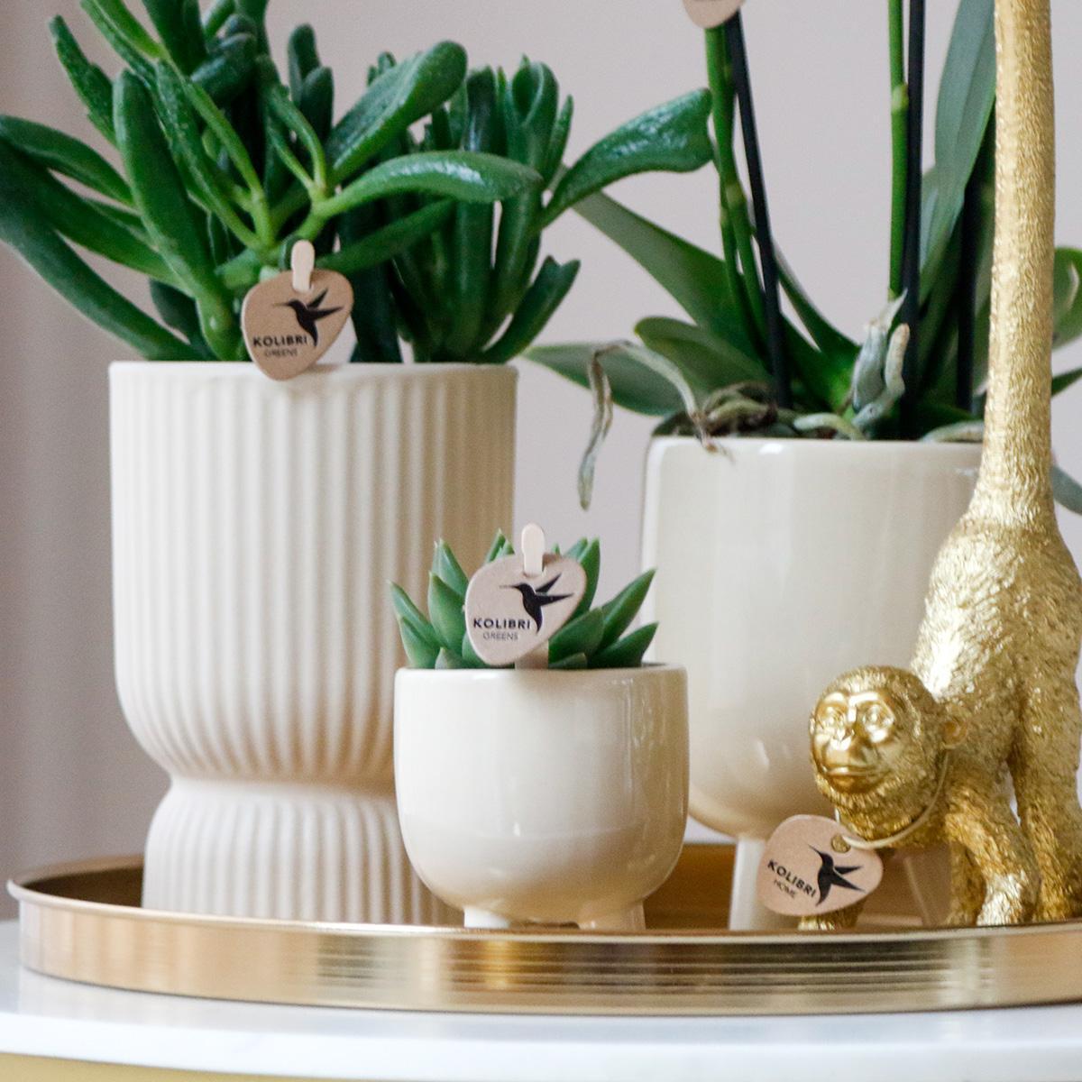 Gift Set Luxury Living | White Orchid and Succulents incl. ceramic pots