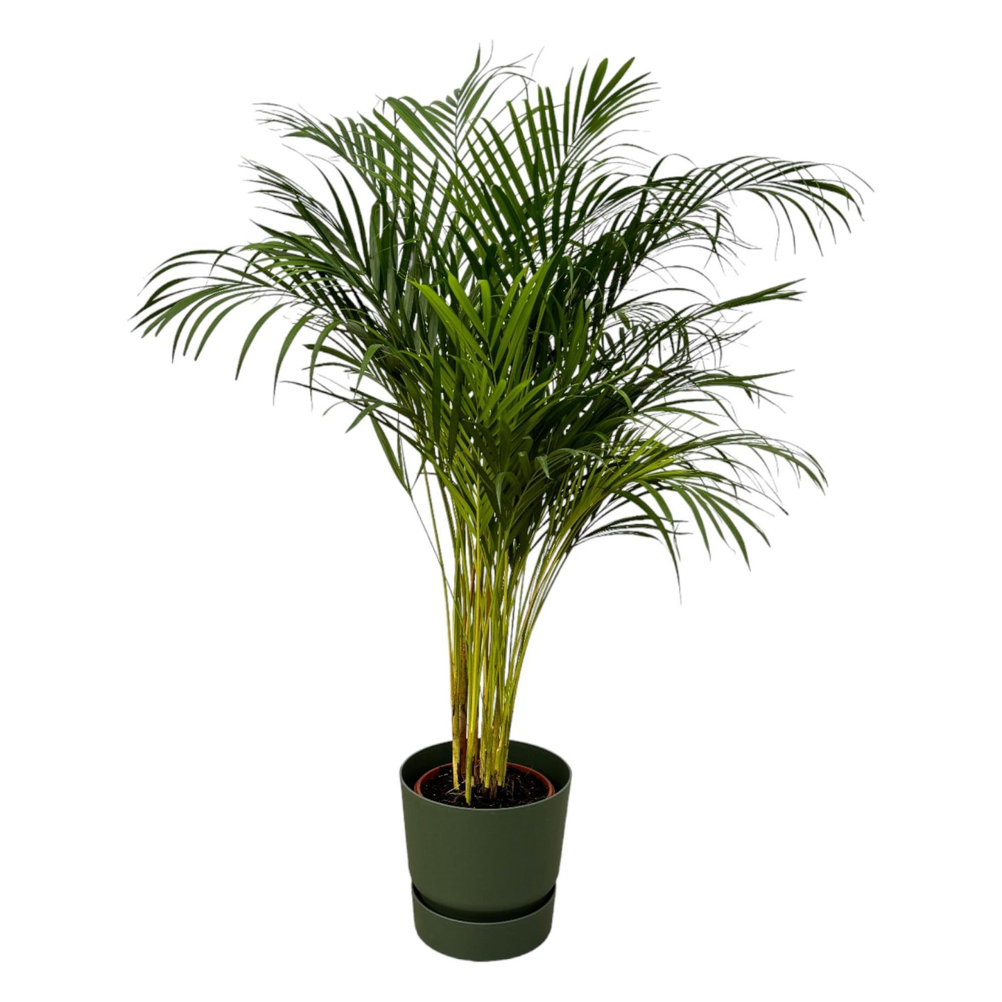 Areca palm - Height 130cm - Incl Elho Greenville Round Pot - Green D30xH28