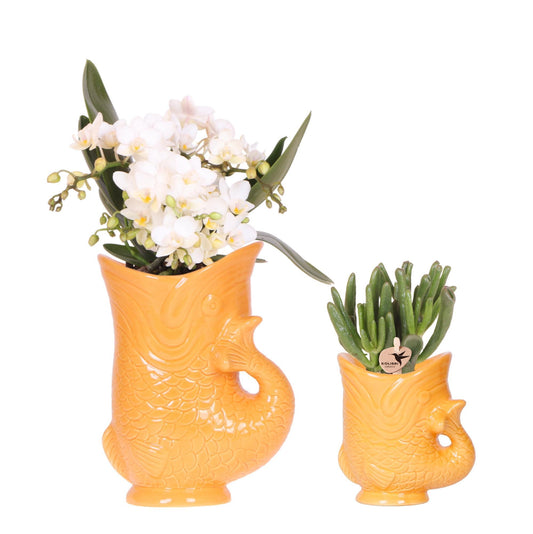 Set van witte orchideeën Nazaré en vetplant in oranje vispot - potmaat 9 cm en 6 cm