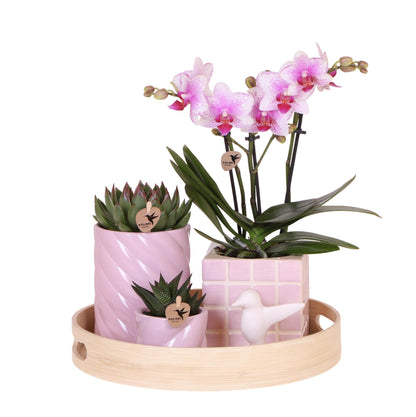 Gift Set Pink Orchid and Succulents Incl. Ceramic Decorative Pots