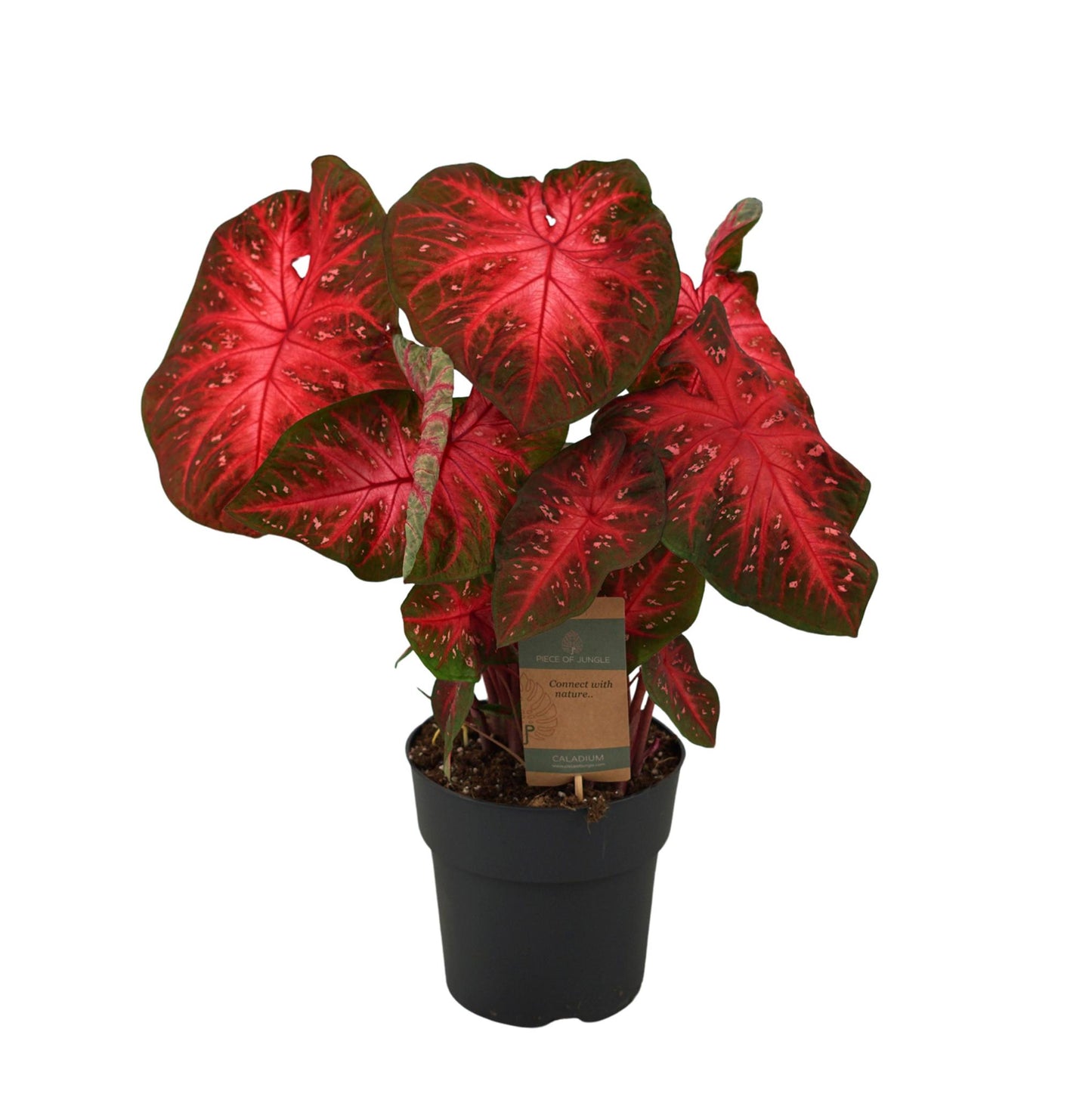 Caladium Red Flash - Height 65 cm - Pot size 21cm