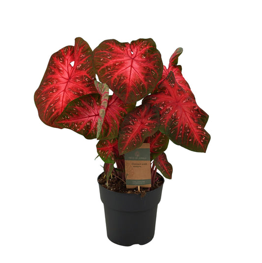 Caladium Red Flash - Height 65 cm - Pot size 21cm