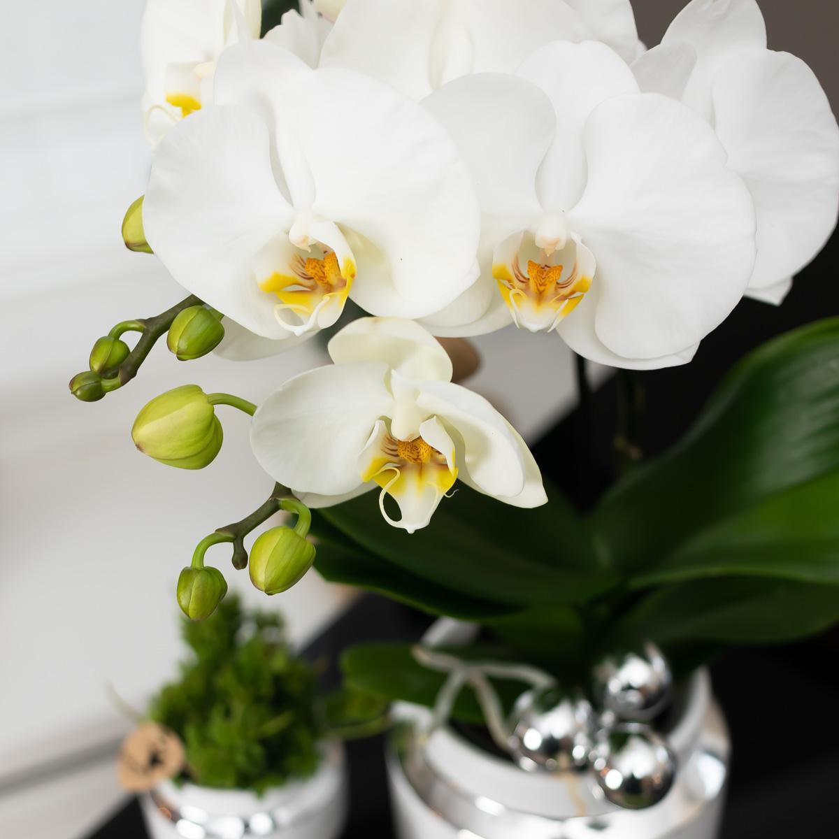 White Orchids and Succulents Set on a silver tray