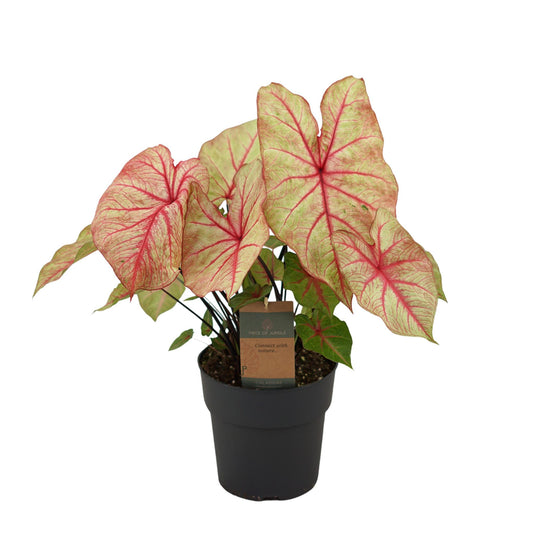 Caladium Autumn Beauty - Height 65 cm - Pot size 21cm