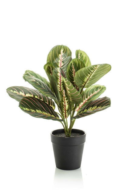 Artificial Plant - Marantha Fascinator - The Prayer Plant - 30 cm