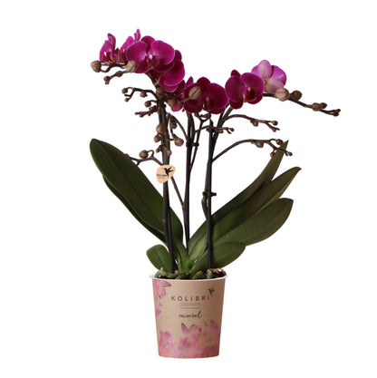 Purple Orchid - Morelia - pot size 9cm