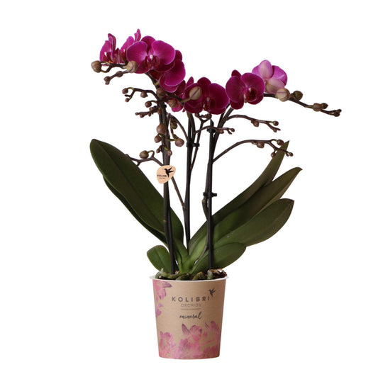 Paarse Orchidee - Morelia - potmaat 9cm