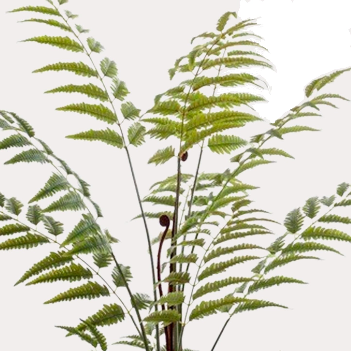 Artificial Plant - Rumohra Adiantiformis - Leather Fern - 150 cm