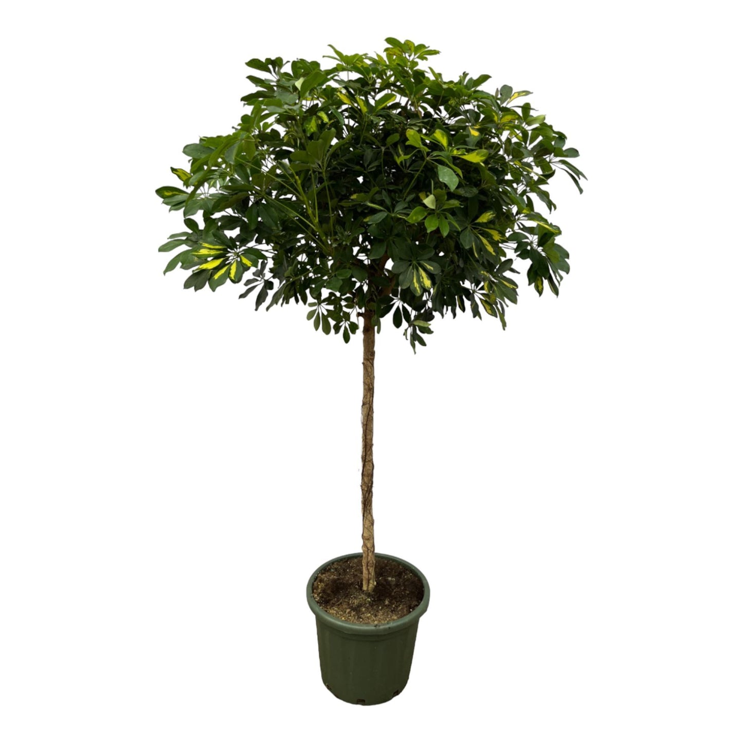 Schefflera Gold Capella Stam - Hoogte 180 cm - Potmaat 45cm