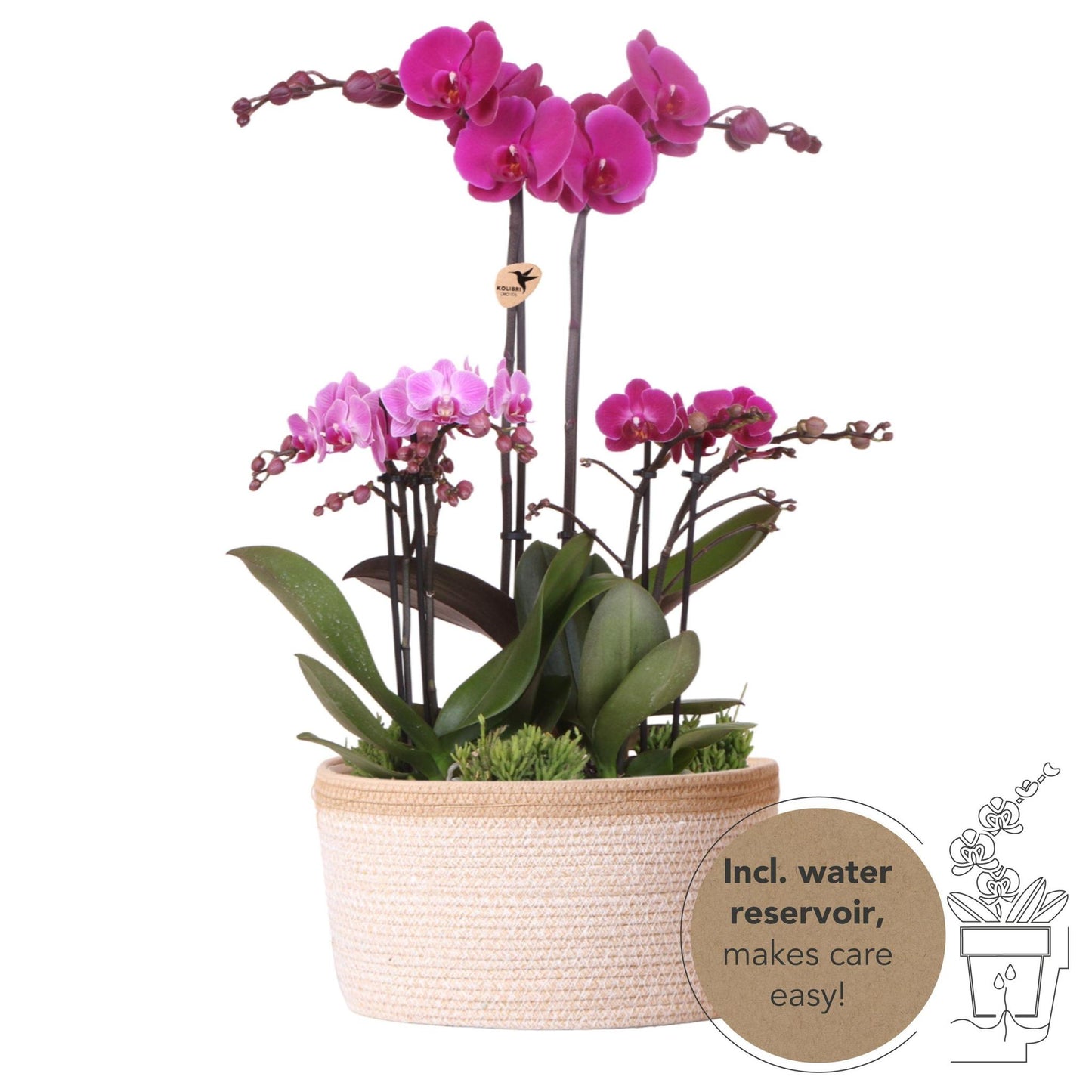 Plant Set in Cotton Basket - Three Purple Orchids and Three Green Rhipsalis Plants - Purple Field Bouquet + Self-Sustaining Water Reservoir