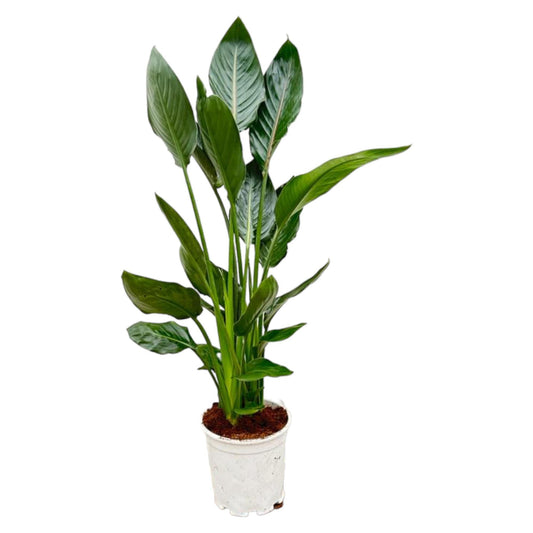 Strelitzia Reginae - Height 100 cm - Pot size 19 cm