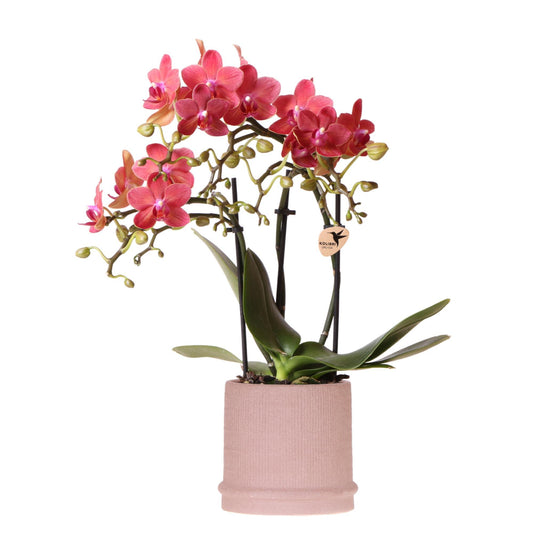 Rode Congo Orchidee + Bali zandpot - potmaat 9cm