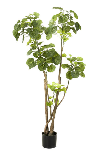 Artificial Plant - Polyscias - Aralia - 140 cm