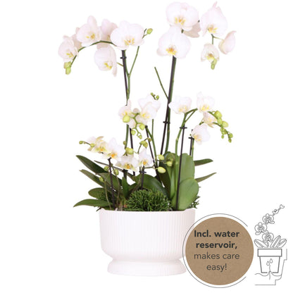 White Orchids Set and 3 Green Plants + Field Bouquet White with Self-Sustaining Water Reservoir