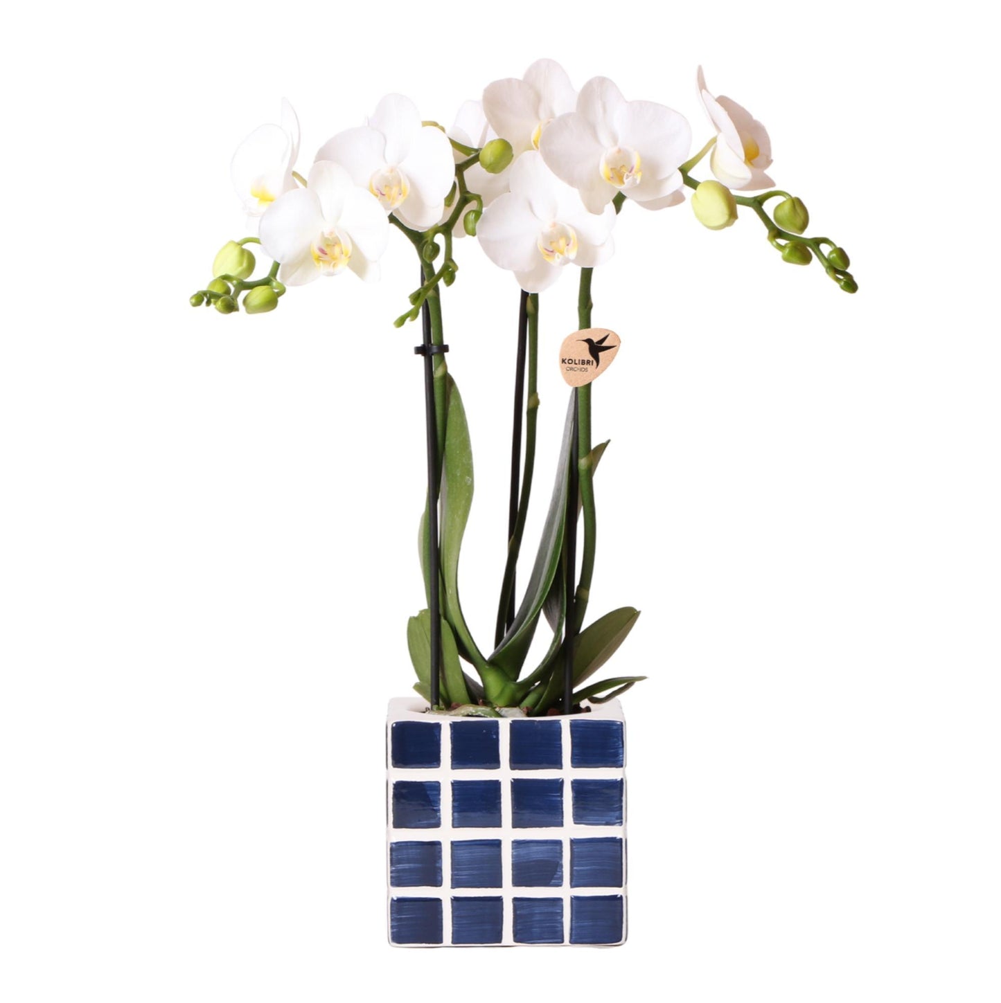 Orquídea Blanca Amabilis + Maceta Decorativa Azul Mosa Tamaño 9cm