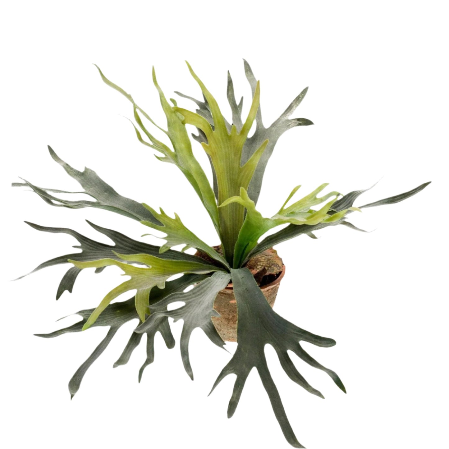 Artificial Plant - Staghorn Fern - Staghorn - 50 cm