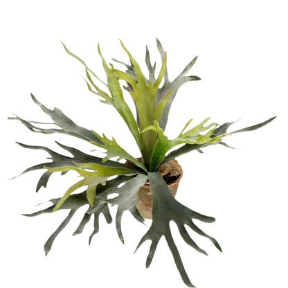 Artificial Plant - Staghorn Fern - Staghorn - 50 cm