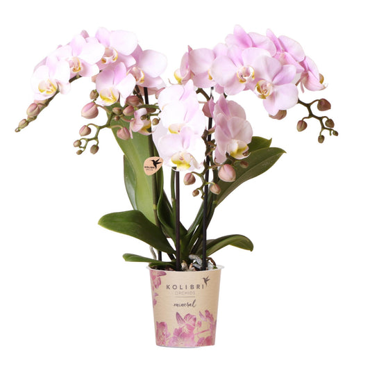 Roze Orchidee - Portugal - Potmaat 9cm