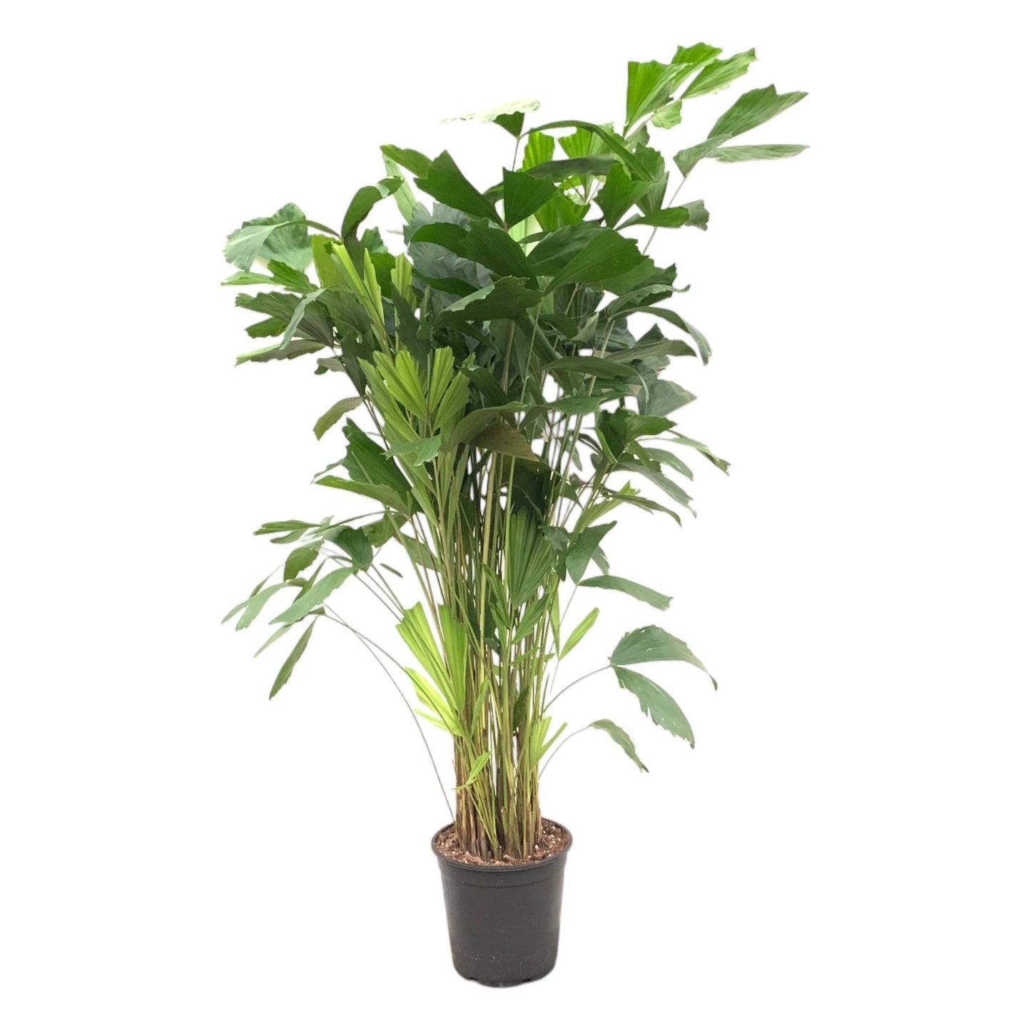 Caryota Mitis - Height 140 cm - Pot size 24 cm