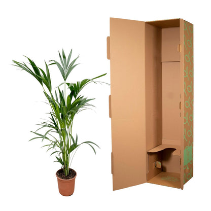 Kentia Palmboom - Hoogte 160cm - Potmaat 24 cm