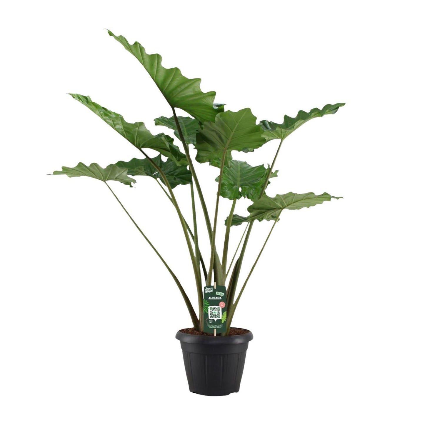 Alocasia Portodora - Height 140 cm - Pot size 34 cm