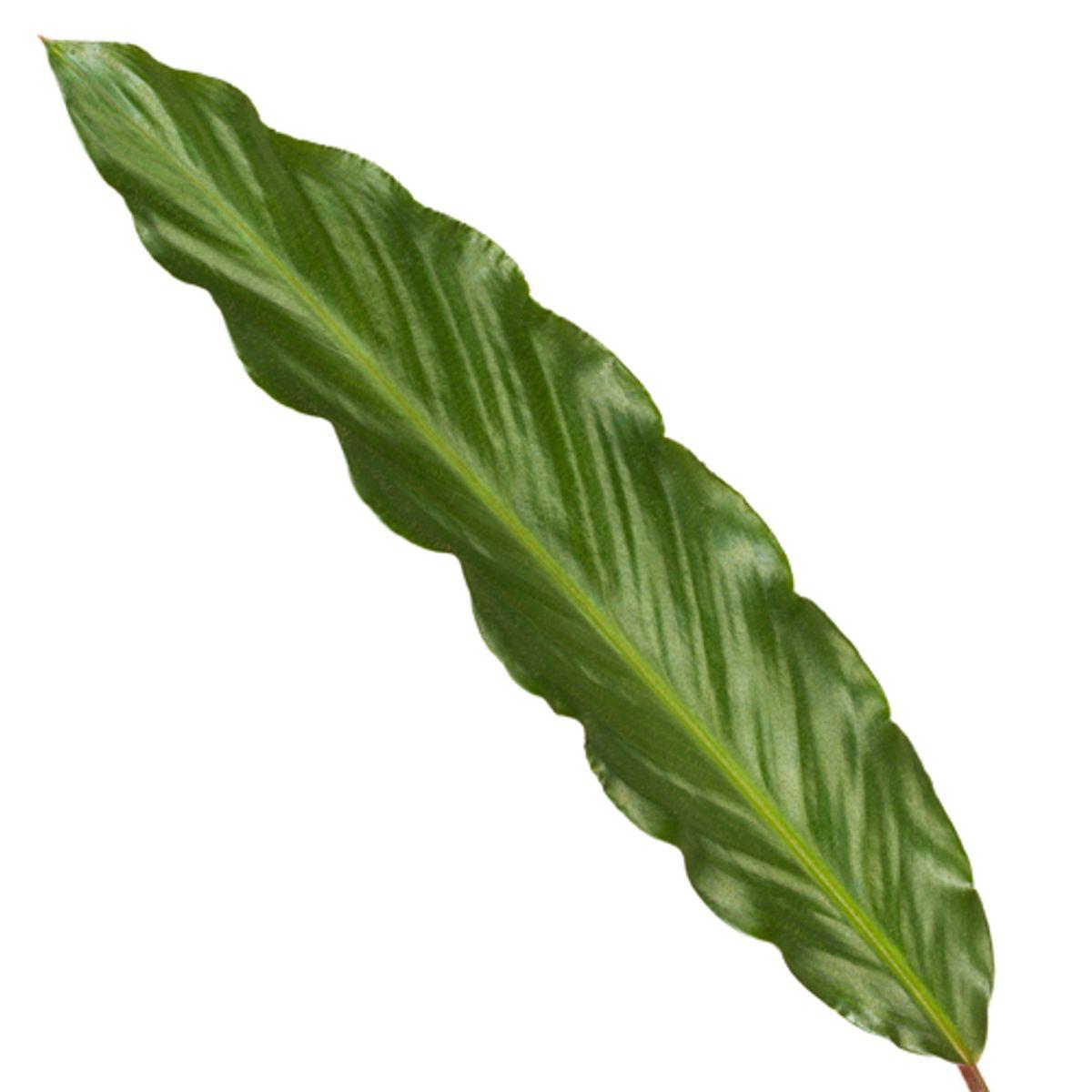 Calathea Wavestar - 80 cm - 19cm