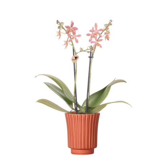 Orange Orchid Spider + Retro terracotta - potmaat 9cm