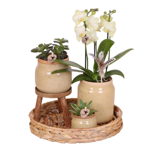 Gift set Toffee Charm - Set of Orchid and Succulents inc. Ceramic Pots