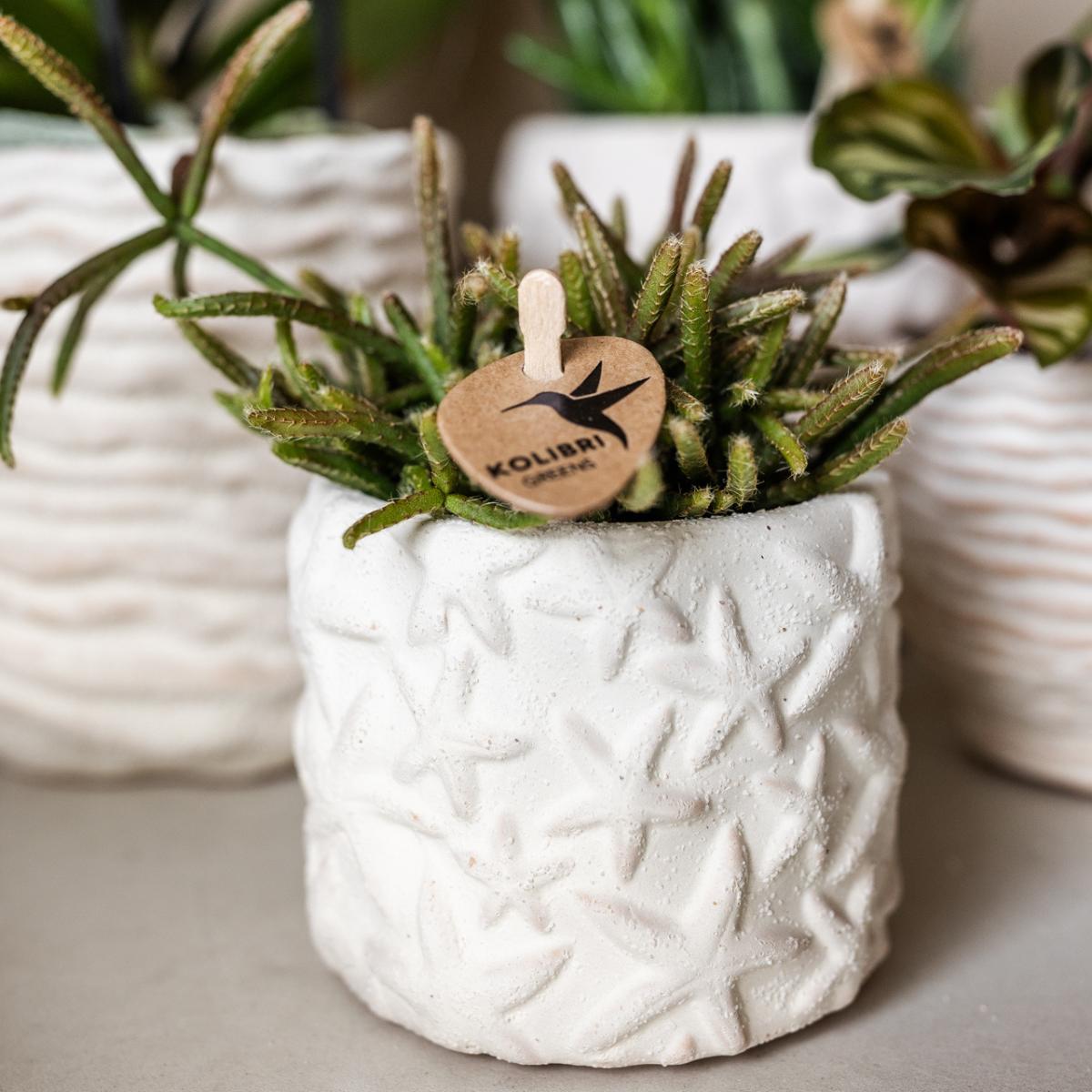 Plant set Star Fish small - White Orchid Lausanne + Succulent Incl. ceramic pots + white organic tray