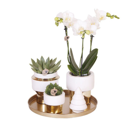 Gift Set Christmas Gold - Plant Set with White Orchid and Succulents incl. Ceramic Decorative Pots