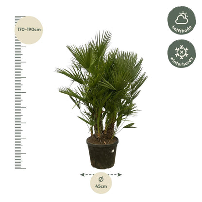 Chamaerops Humilis multi-stem - 180 cm - 45 cm