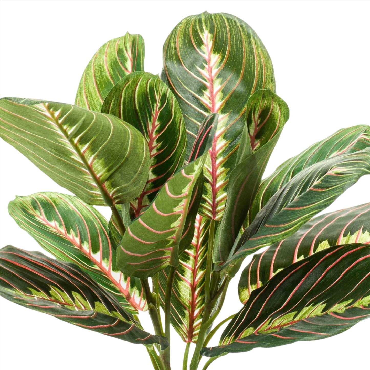 Artificial Plant - Marantha Fascinator - The Prayer Plant - 30 cm