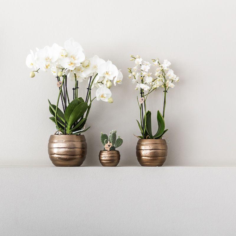 Plantenset Home Hub grijs klein - Groene planten + witte orchidee in koperkleurige sierpotten en zwarte schaal