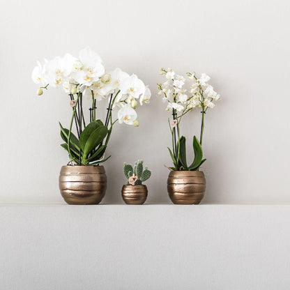 Plantenset Home Hub grijs klein - Groene planten + witte orchidee in koperkleurige sierpotten en zwarte schaal