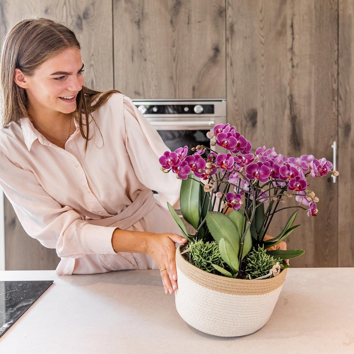 Paarse orchideeën in katoenen mand + zelfvoorzienend waterreservoir