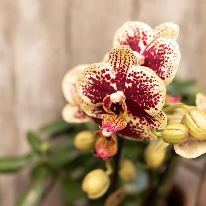 COMBI DEAL of 4 Yellow Red Orchids - Spain - pot size 9cm