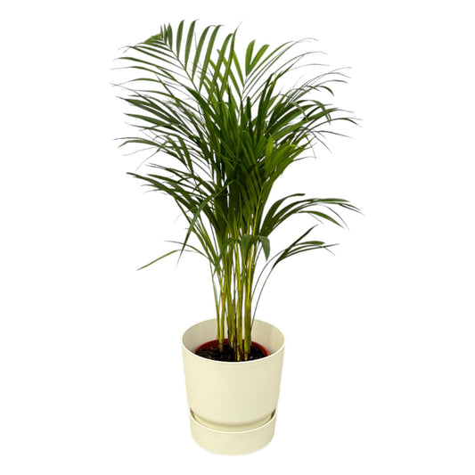 Areca Palm Tree  - Height 85cm - Incl. Elho Greenville Round Pot - White D24xH23