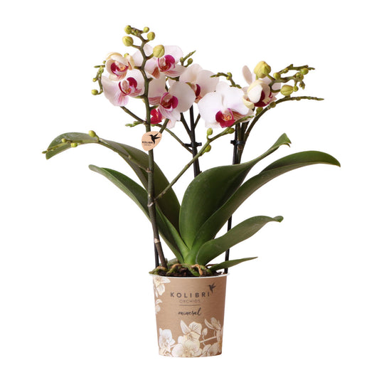 Witte Orchidee - Mineral Gibraltar - potmaat 9cm