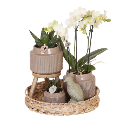 Geschenkset Jungle - Groene plantenset met witte orchidee incl. keramische potten en accessoires