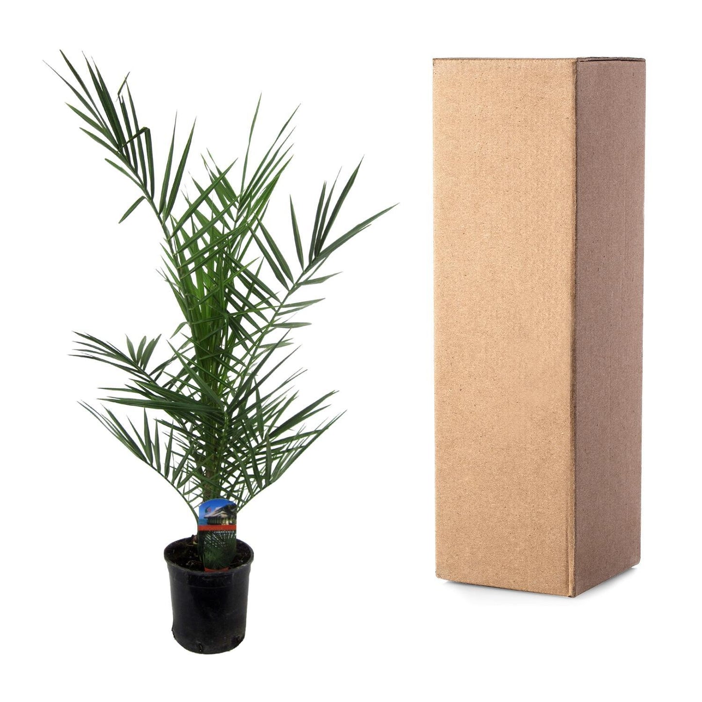 Phoenix Canariensis - 80 cm - 15 cm