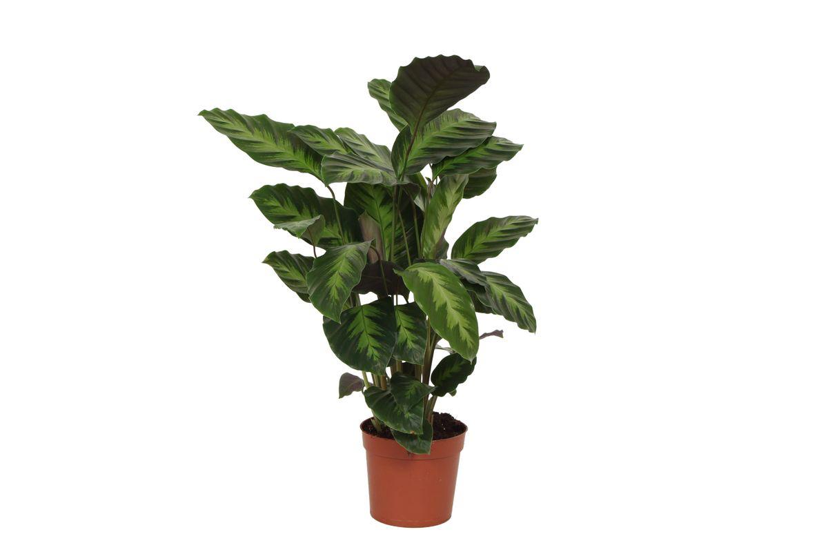 Calathea Misto - 40 cm - 12 cm