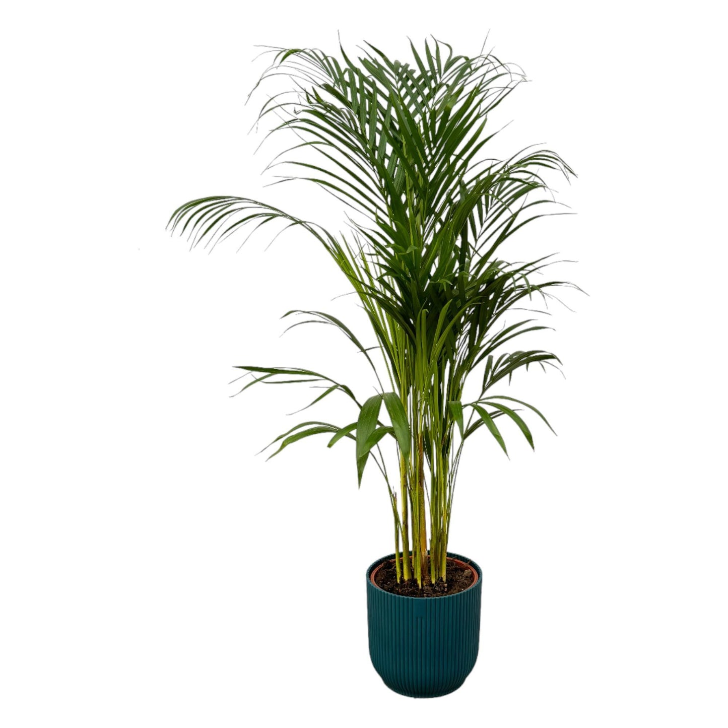 Palmera areca - Altura 110 cm + Maceta redonda plegable Elho Vibes - Azul D22xH20