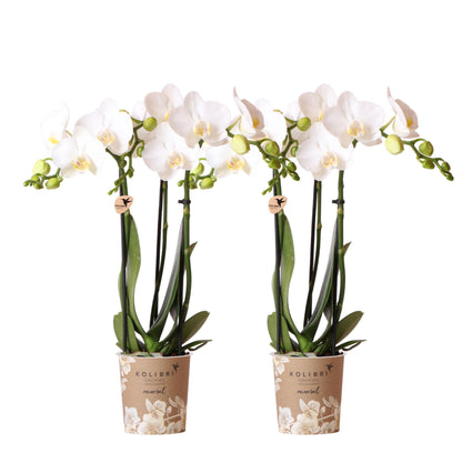 COMBI DEAL of 2 White Orchids - Amabilis - pot size 9cm