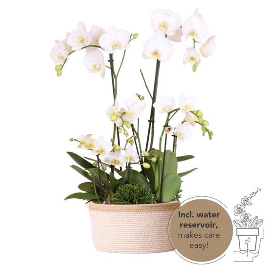 Plant Set in Cotton Basket - Three White Orchids and Three Green Plants - Field Bouquet White with Self-Sustaining Water Reservoir