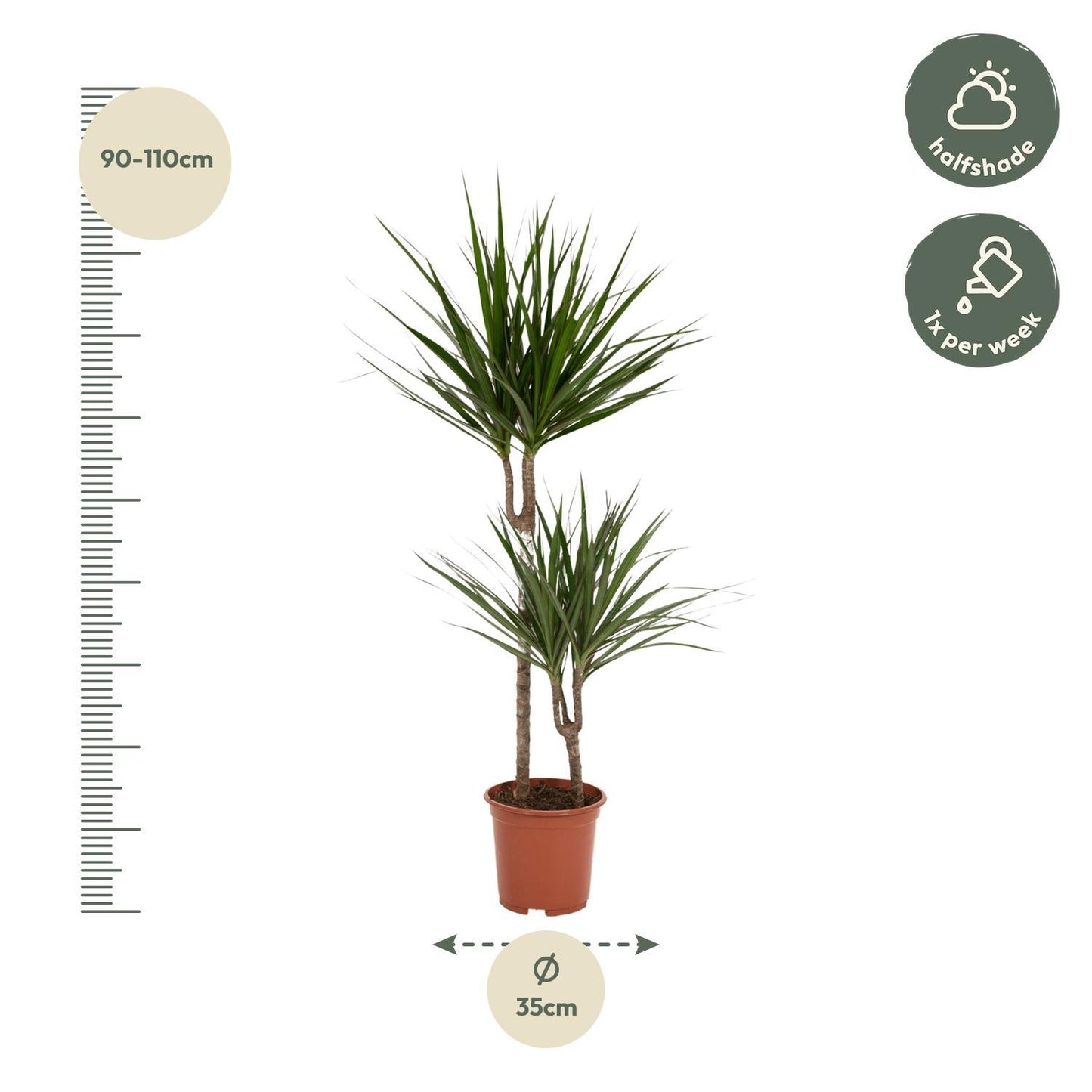 Dracaena Marginata - Hoogte 100 cm - Potmaat 19 cm