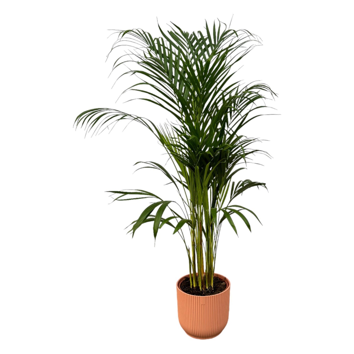 Palmera Areca - Altura 110 cm + Maceta Redonda Plegable Elho Vibes - Rosa D22xH20