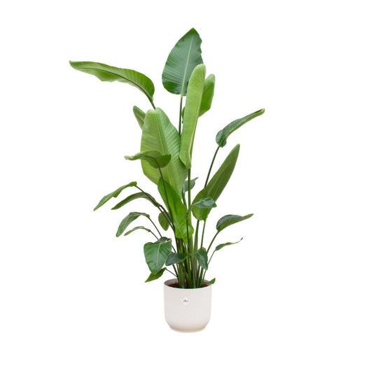 Strelitzia Nicolai + Elho Vibes Fold Round white - 180 cm - 30 cm