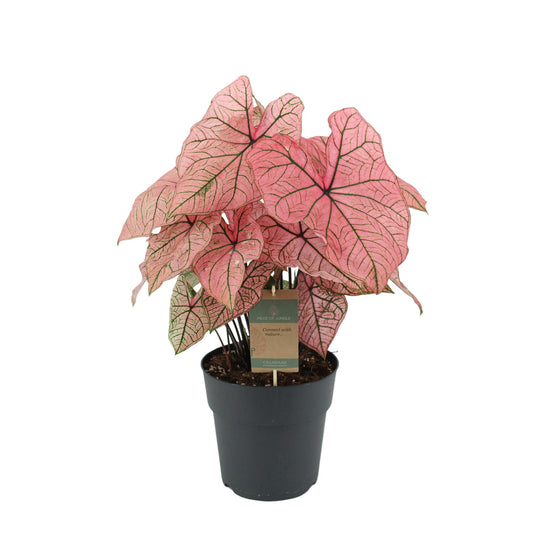 Caladium Spring Fling - Height 65 cm - Pot size 21cm