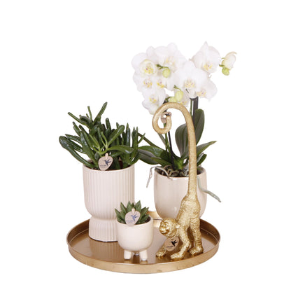 Geschenkset Luxury Living - Set Witte Phalaenopsis Orchideeën en Vetplanten incl. keramische potten